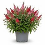 Butterfly Bush Live for Planting - Red Pink Rasberry | Size 4 Inch Tall | Flowering Shrub with Deep Purple Blooms | Easy to Grow Plant for Outdoor Gardens & Borders
