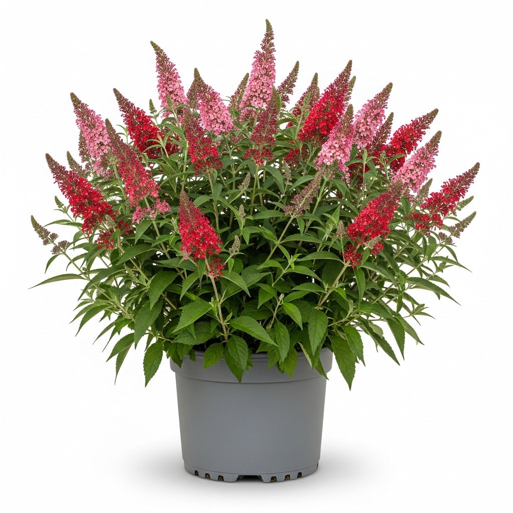 Butterfly Bush Live for Planting - Red Pink Rasberry | Size 4 Inch Tall | Flowering Shrub with Deep Purple Blooms | Easy to Grow Plant for Outdoor Gardens & Borders