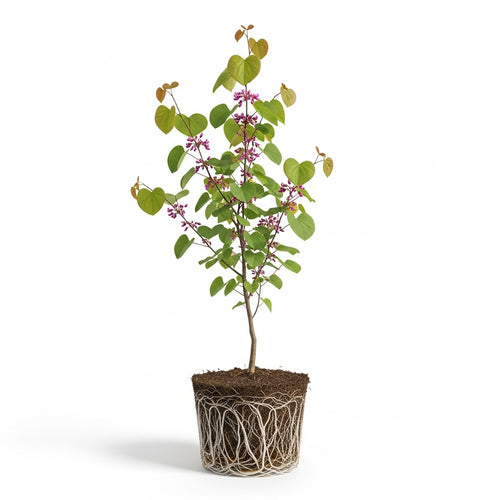 Eastern Redbud Tree Live Plant, 12-18 Inch Tall in Quart Pot, Cercis Canadensis Tree, Fast-Growing Spring-Blooming Ornamental Redbud, Low-Maintenance Starter Tree for Home Gardens