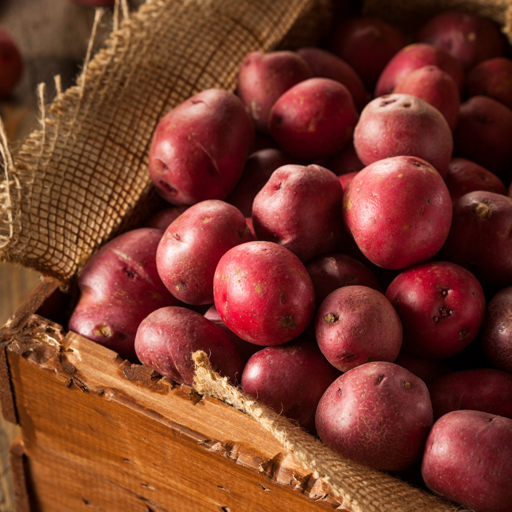Red Seed Potatoes for Planting Outdoors, 2 Lbs, Non GMO, High Yield Potato Seeds, Ready to Plant