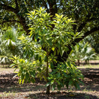 (No Ship to CA,HI,AK) Avocado Plant Live – Russell Avocado Tree | 30–36 Inch Tall Potted Plant | Outdoor Fruit Tree for Home Gardens & Landscape Planting