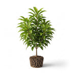 (No Ship to CA,HI,AK) Sapodilla Alano Live Fruit Tree | 30-36 Inches Tall | Sweet Tropical Sapote | Easy to Grow | Great for Home Gardens & Warm Climates