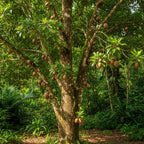 (No Ship to CA,HI,AK) Sapodilla Alano Live Fruit Tree | 30-36 Inches Tall | Sweet Tropical Sapote | Easy to Grow | Great for Home Gardens & Warm Climates