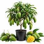 Live Keo Savoy Mango Tree 2.5–3 Ft | Sweet Tropical Mango | Fruit Tree for Yard & Patio (No Ship to CA,HI,AK)