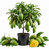 Live Keo Savoy Mango Tree 2.5–3 Ft | Sweet Tropical Mango | Fruit Tree for Yard & Patio (No Ship to CA,HI,AK)