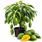 Keo Savoy Mango Trees Live Plants | 2.5–3 Ft Tropical Mango Variety | Sweet, Juicy Mango Fruit Tree for Yard & Patio (No Ship to CA,HI,AK)