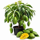 Keo Savoy Mango Trees Live Plants | 2.5–3 Ft Tropical Mango Variety | Sweet, Juicy Mango Fruit Tree for Yard & Patio (No Ship to CA,HI,AK)