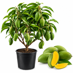 Keo Savoy Mango Trees Live Plants 2.5–3 Ft | Rich Sweet Mango Variety | Tropical Fruit Tree for Outdoor Growing (No Ship to CA,HI,AK)