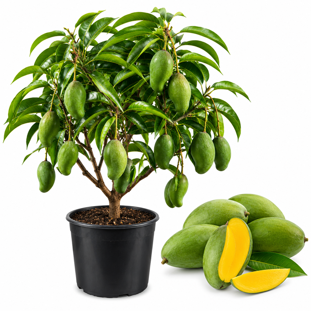 Keo Savoy Mango Trees Live Plants 2.5–3 Ft | Rich Sweet Mango Variety | Tropical Fruit Tree for Outdoor Growing (No Ship to CA,HI,AK)