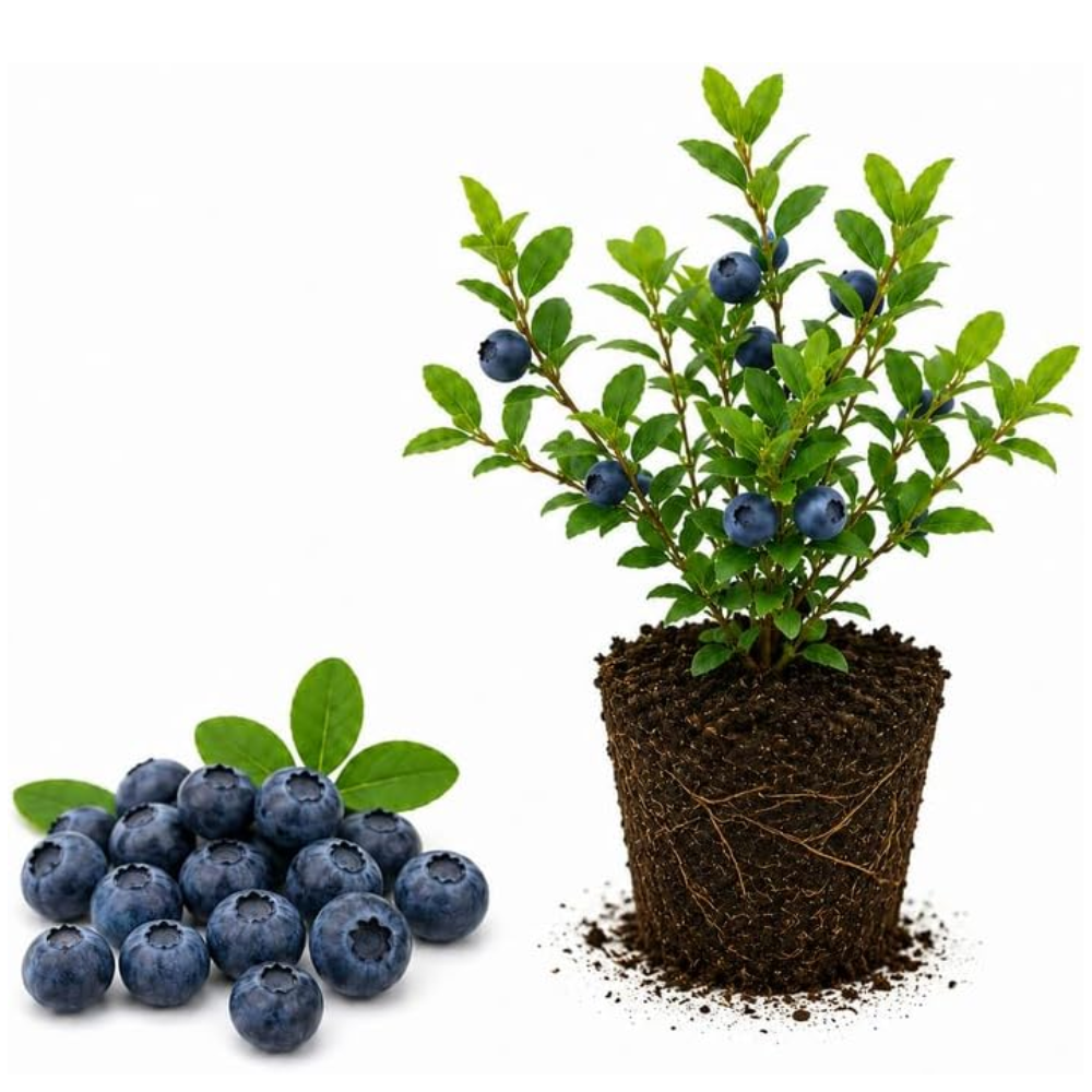 Small Huckleberry Plant Live for Planting in Pot, Easy Care, Native Berry Bush with Sweet Edible Fruit, Suitable for Outdoor Garden & Borders