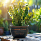 Snake Plant Live, 6" Potted Plant, Easy Care Indoor Greenery, Sturdy Vertical Leaf Plant for Low Light Areas and Desks