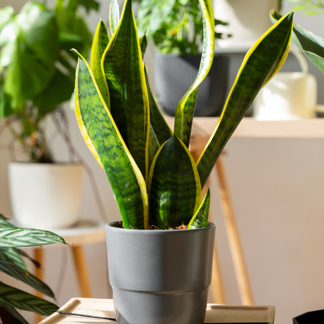 Snake Plant Live, 6" Potted Plant, Easy Care Indoor Greenery, Sturdy Vertical Leaf Plant for Low Light Areas and Desks
