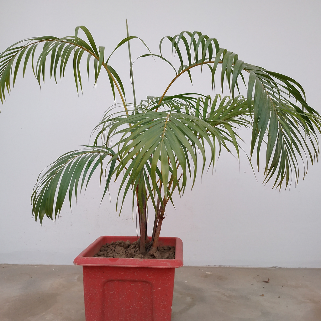 2 Parlor Palm Live Plant Indoor, 2" Potted Plant, Easy Care Indoor Greenery, Compact Tropical Foliage for Home and Office Décor