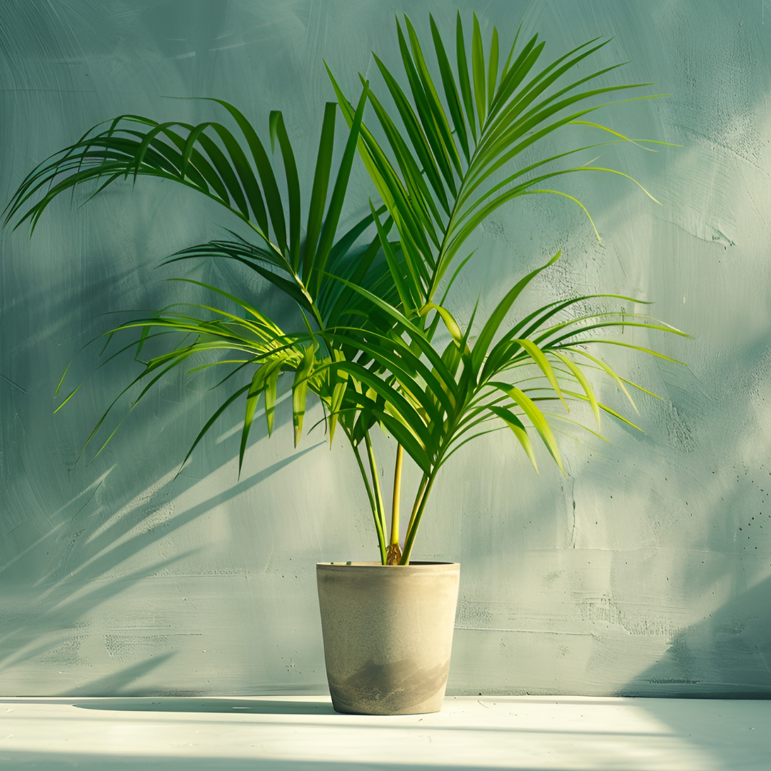 2 Parlor Palm Live Plant Indoor, 2" Potted Plant, Easy Care Indoor Greenery, Compact Tropical Foliage for Home and Office Décor