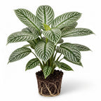 Snow White Zebra Plant in 4 Inch Pot, Exotic & Unusual House Plant, Ideal for Modern Home Décor, Desk Displays & Plant Collections, Easy to Grow