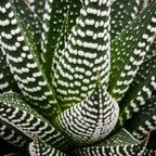 Snow White Zebra Plant in 4 Inch Pot, Exotic & Unusual House Plant, Ideal for Modern Home Décor, Desk Displays & Plant Collections, Easy to Grow