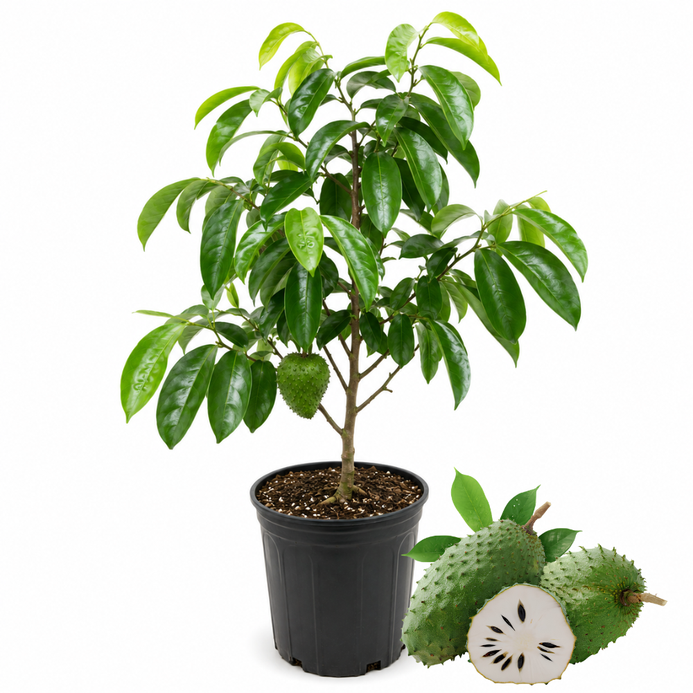 No Ship to CA, HI, AK, Soursop Plant Live, Guanabana Starter, 24-30" Tall in 1 Gal Container, Self-Pollinating Soursop for Fresh Juice and Smoothies