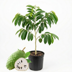 No Ship to CA, HI, AK, Soursop Tree Live Plant, Well-Rooted 24-30" Potted Annona Muricata, Tropical Evergreen Fruit Tree for Home Orchards