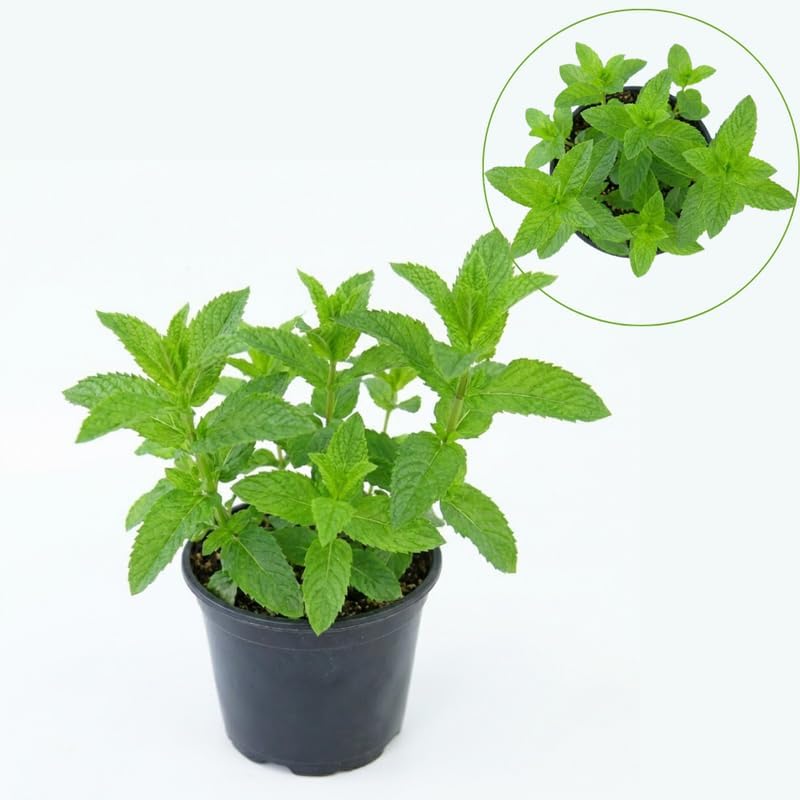 Orange Mint Plants Live Outdoor and Garden, Mint Plants Live in 3-Inch Pot, Cold-Hardy Mint Herb for Patios, Containers, and Ground Cover
