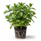 2 Spearmint Plant, 3" Pot, Fresh Herb Plants Live, Mint Plants for Inside Windowsills or Outdoor Garden Beds