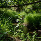 2 Spearmint Plant, 3" Pot, Fresh Herb Plants Live, Mint Plants for Inside Windowsills or Outdoor Garden Beds