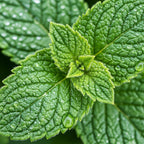 2 Spearmint Plant, 3" Pot, Fresh Herb Plants Live, Mint Plants for Inside Windowsills or Outdoor Garden Beds