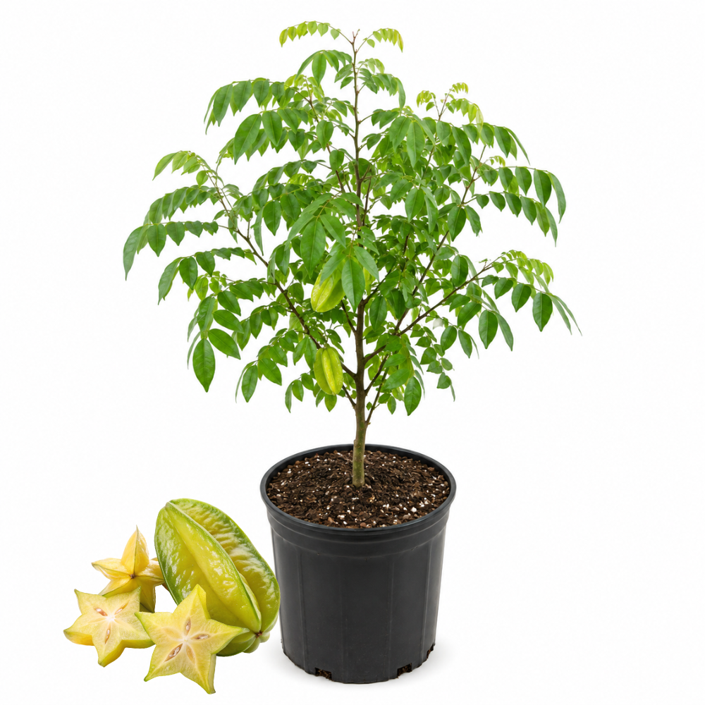 (No Ship to CA,HI,AK) Sweet Starfruit Tree Live Plant in 3 Gallon Pot, Well-Rooted Tropical Tree, Low Maintenance Fruit Plant for Sunny Outdoor Spots