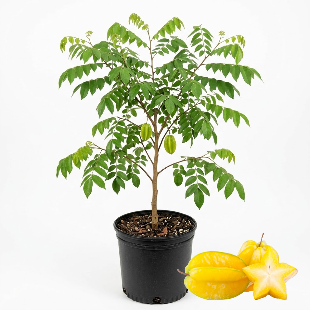 (No Ship to CA,HI,AK) Sweet Starfruit Tree in 3 Gallon Pot, Easy Care Tropical Greenery, Fruit Tree for Home Landscapes