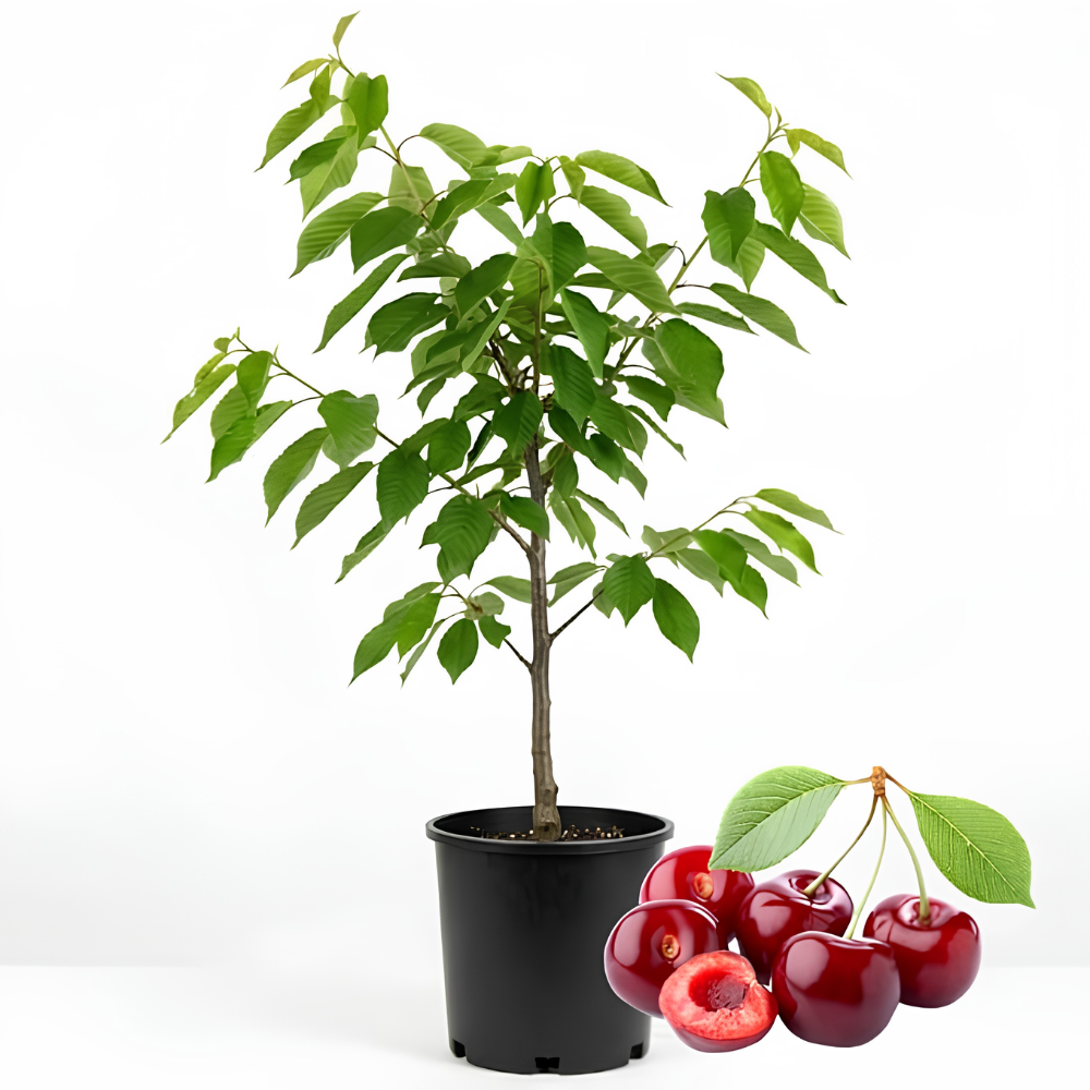 (No Ship to CA,HI,AK) Cherry Tree – Stella Cherry, 2-3 Ft Tall in 3 Gal Container, Cold-Hardy Edible Fruit Tree for Large Pots and Landscapes