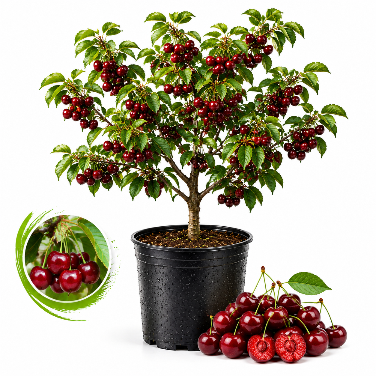Cherry Tree Live Plants, Live Rainier Cherry, Well-Rooted 2-3 Foot Tall, 3 Gallon Size, High-Yield Sweet Cherry for Sunny Landscapes and Garden Rows (No Ship to CA, HI, AK)