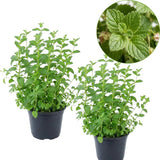 2 Apple Mint Plants, 3-Inch Pot, Mint Plants Live, Fast Growing Aromatic Perennial for Modern Landscape and Herb Gardening