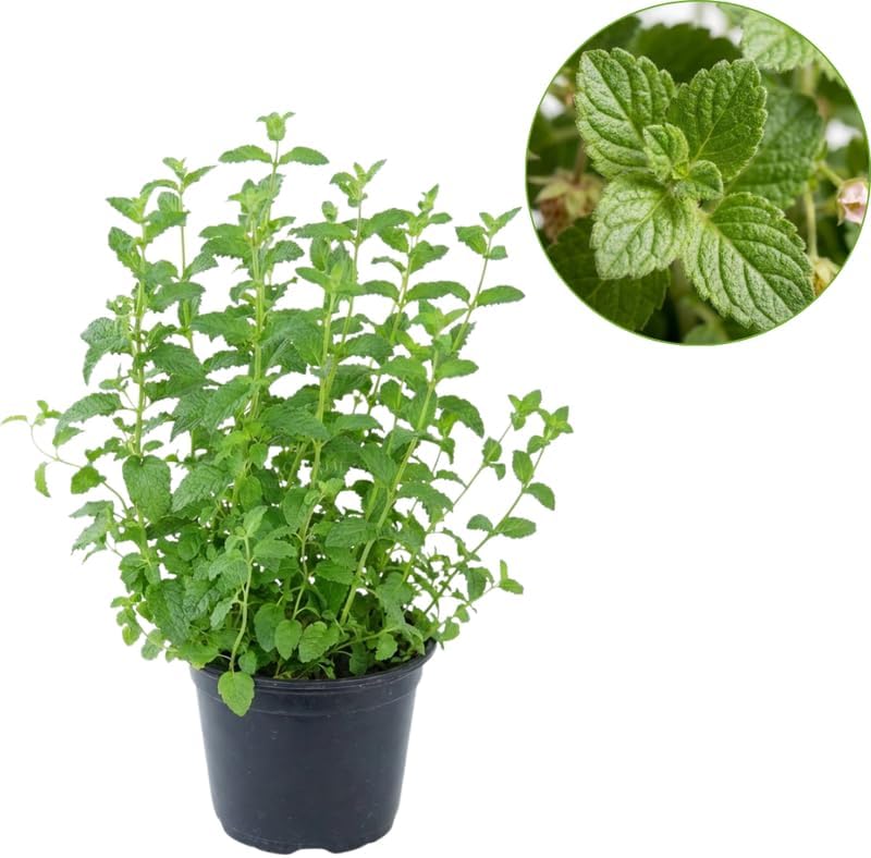 Orange Mint Plants Live Outdoor and Garden, Mint Plants Live in 3-Inch Pot, Cold-Hardy Mint Herb for Patios, Containers, and Ground Cover
