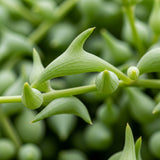 String of Dolphins Live Plant in 4'' Inch Pot | Trailing Succulent for Hanging Displays | String of Dolphins Plant Live for Home & Office