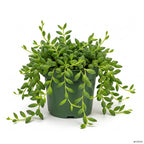 String of Dolphins Live Plant in 4'' Inch Pot | Trailing Succulent for Hanging Displays | String of Dolphins Plant Live for Home & Office