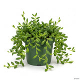 String of Dolphins Plant 4'' Inch Pot | Live Trailing Succulent Houseplant | String of Dolphins Plant Live for Shelves, Pots & Hanging Planters