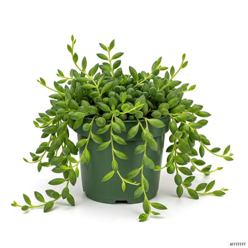 String of Dolphins Plant 4'' Inch Pot | Live Trailing Succulent Houseplant | String of Dolphins Plant Live for Shelves, Pots & Hanging Planters