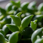 String of Dolphins Plant 4'' Inch Pot | Live Trailing Succulent Houseplant | String of Dolphins Plant Live for Shelves, Pots & Hanging Planters