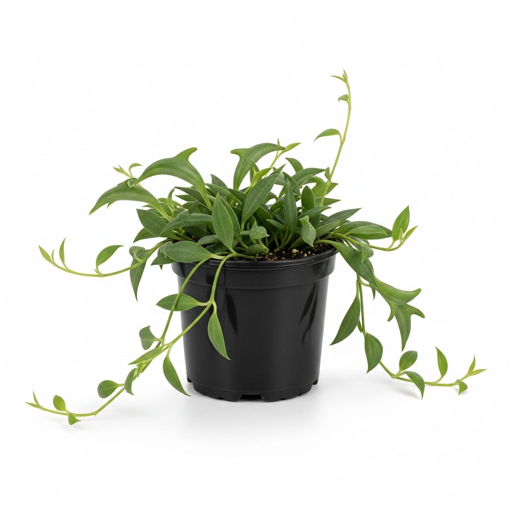 String of Dolphins Live Plant in 4'' Inch Pot | Trailing Succulent for Hanging Displays | String of Dolphins Plant Live for Home & Office