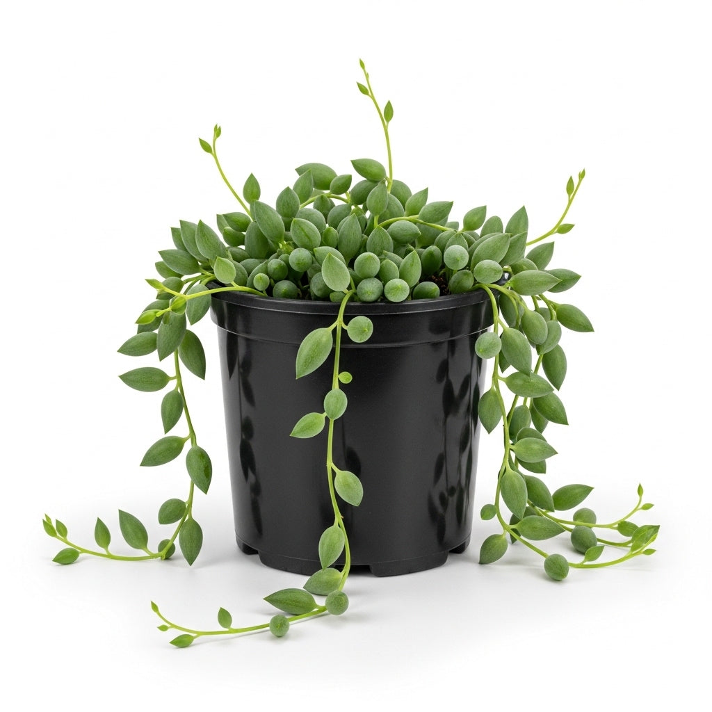 String of Dolphins Plant Live in 4'' Inch Pot | Trailing Succulent & Hanging Houseplant | Dolphin Plants Live Houseplants for Indoor Décor