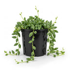 String of Dolphins Plant Live in 4'' Inch Pot | Trailing Succulent & Hanging Houseplant | Dolphin Plants Live Houseplants for Indoor Décor