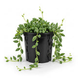 String of Dolphins Plant Live in 4'' Inch Pot | Trailing Succulent & Hanging Houseplant | Dolphin Plants Live Houseplants for Indoor Décor