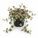 Succulents Plants Live 6” Inch Variegated String of Hearts Plant Live | Rare Variegated Ceropegia Woodii | Perfect for Hanging Planters & Living Wall Displays