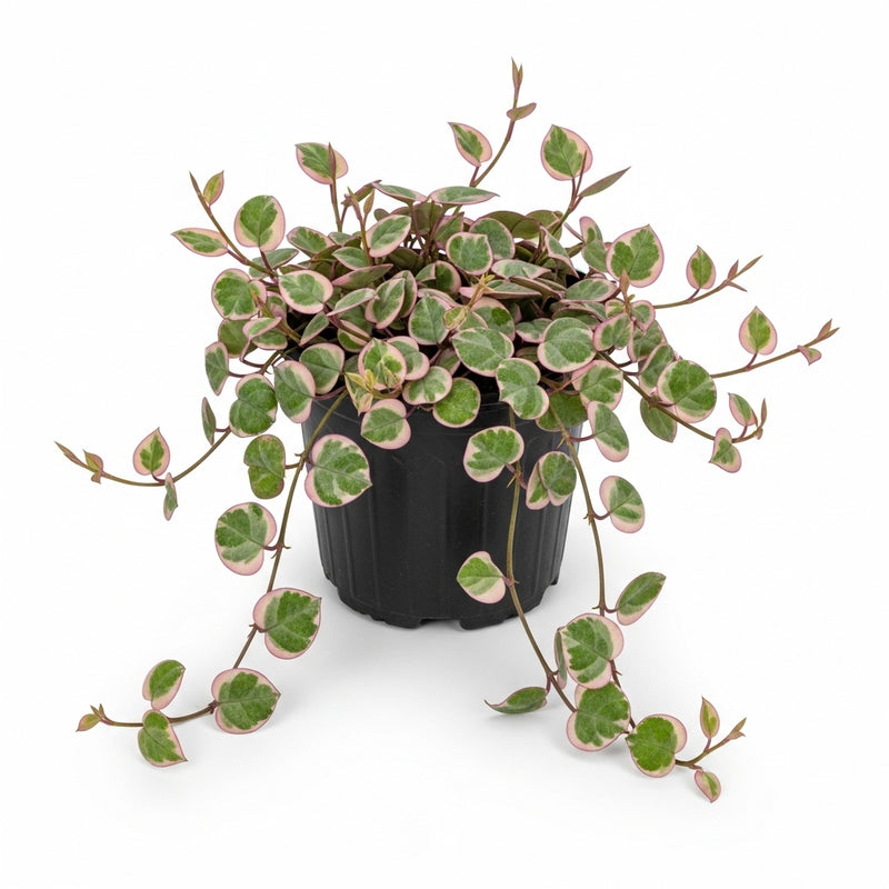 Succulents Plants Live 6” Inch Variegated String of Hearts Plant Live | Rare Variegated Ceropegia Woodii | Perfect for Hanging Planters & Living Wall Displays