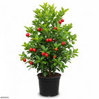No Ship to CA, HI, AK | Surinam Cherry Live Plant | 2.5–3 Ft Cherry Tree | Well Rooted | Sweet-Tart Small Fruit Tree for Patio, Garden, or Container