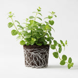 2 Swedish Ivy Plant Live | Swedish Ivy Houseplant in 3.25 Inch Pot | Easy to Grow Trailing Indoor Plant for Home Decor, Offices & Gift Giving