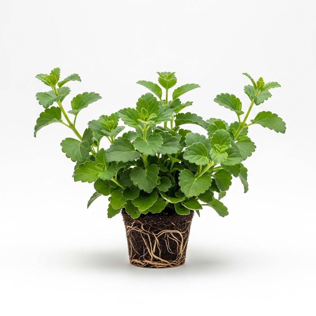 2 Swedish Ivy Plants Live House Plants | Swedish Ivy in 3.25 Inch Pot | Lush Trailing Greenery for Indoor Spaces, Desks & Window Areas