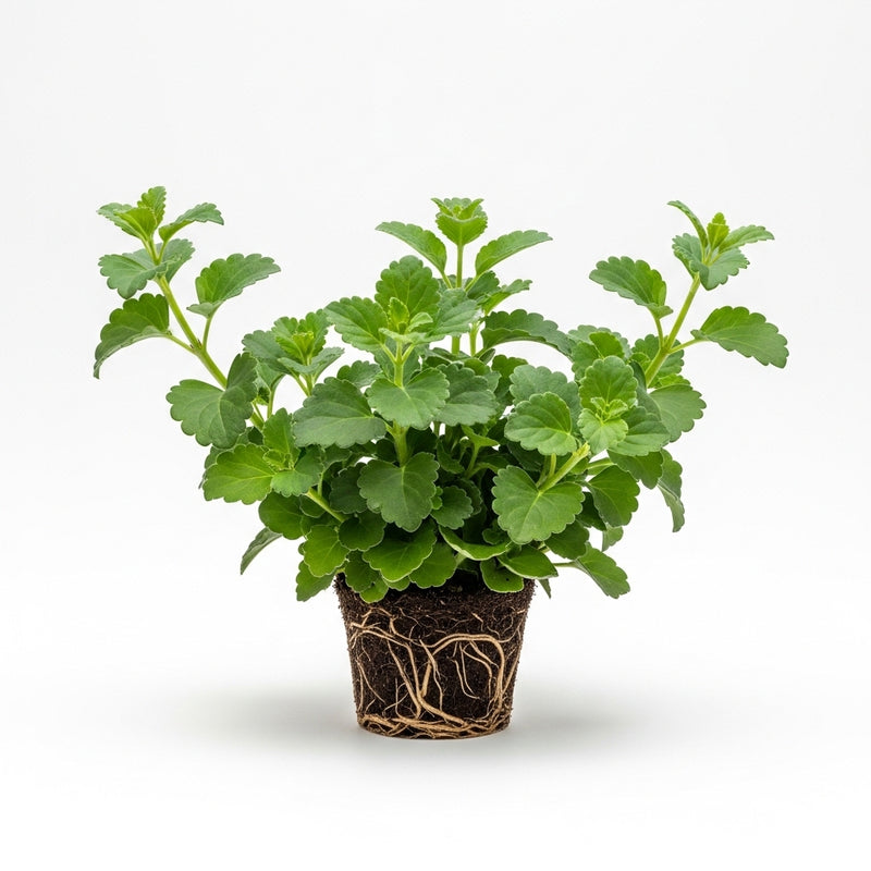 2 Swedish Ivy Plants Live House Plants | Swedish Ivy in 3.25 Inch Pot | Lush Trailing Greenery for Indoor Spaces, Desks & Window Areas