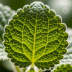 2 Swedish Ivy Plant Live | Swedish Ivy Houseplant in 3.25 Inch Pot | Easy to Grow Trailing Indoor Plant for Home Decor, Offices & Gift Giving