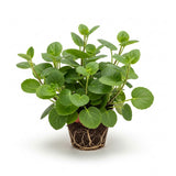 2 Swedish Ivy Plants Live House Plants in 3.25 Inch Pot | Trailing Indoor Plant for Home Decor, Shelves & Hanging Displays