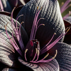 Black Bat Flower Plant Live | Tacca Chantrieri | 4 Inch Tall | Exotic Tropical Houseplant with Dramatic Black Blooms | Eye-Catching Indoor Decor Plant & Gift for Plant Lovers